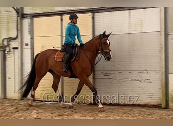 Studbook européen anglo, Jument, 10 Ans, 173 cm, Bai