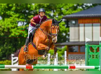 Studbook européen anglo, Jument, 11 Ans, 173 cm, Bai