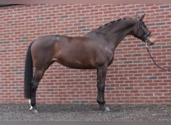 Studbook européen anglo, Jument, 17 Ans, 170 cm, Bai