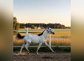 Studbook européen anglo, Jument, 1 Année, 170 cm, Léopard