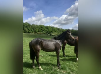 Studbook européen anglo, Jument, 2 Ans, 148 cm, Bai brun