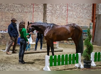 Studbook européen anglo, Jument, 2 Ans, 148 cm, Bai brun