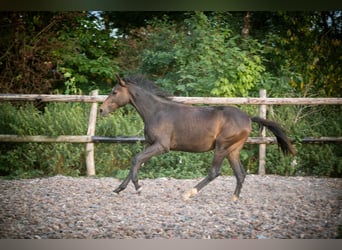 Studbook européen anglo, Jument, 2 Ans, 148 cm, Bai brun