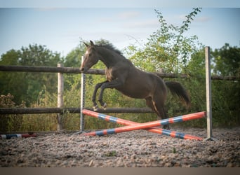 Studbook européen anglo, Jument, 2 Ans, 148 cm, Bai brun