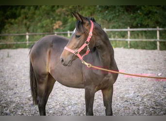Studbook européen anglo, Jument, 2 Ans, 148 cm, Bai brun