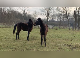 Studbook européen anglo, Jument, 2 Ans, 148 cm, Bai brun