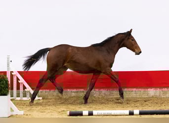 Studbook européen anglo, Jument, 2 Ans, 155 cm