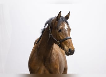 Studbook européen anglo, Jument, 2 Ans, 155 cm