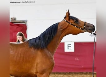 Studbook européen anglo, Jument, 2 Ans, 156 cm, Bai
