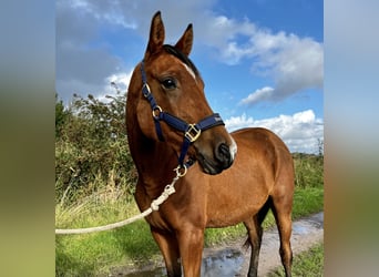 Studbook européen anglo, Jument, 2 Ans, 156 cm, Bai