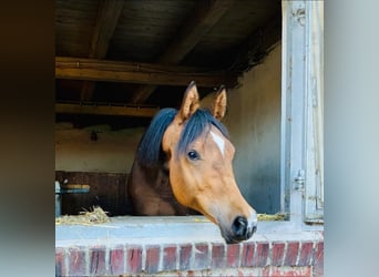Studbook européen anglo, Jument, 2 Ans, 156 cm, Bai