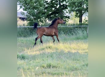 Studbook européen anglo, Jument, 2 Ans, 156 cm, Bai