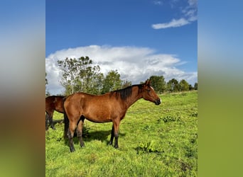 Studbook européen anglo, Jument, 2 Ans, 156 cm, Bai