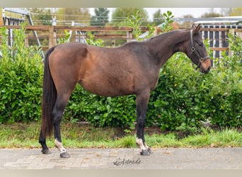 Studbook européen anglo, Jument, 2 Ans, 157 cm, Bai