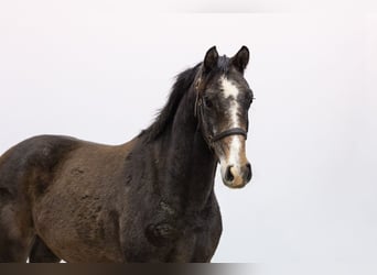 Studbook européen anglo, Jument, 2 Ans, 158 cm, Gris