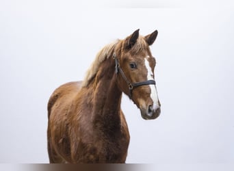 Studbook européen anglo, Jument, 2 Ans, 160 cm