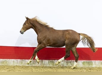 Studbook européen anglo, Jument, 2 Ans, 161 cm
