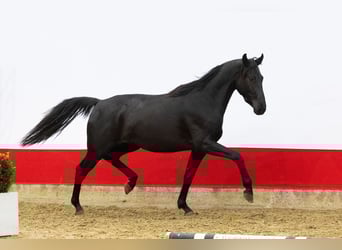 Studbook européen anglo, Jument, 2 Ans, 165 cm, Bai brun