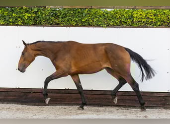 Studbook européen anglo, Jument, 2 Ans, 166 cm, Bai