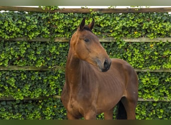 Studbook européen anglo, Jument, 2 Ans, 166 cm, Bai