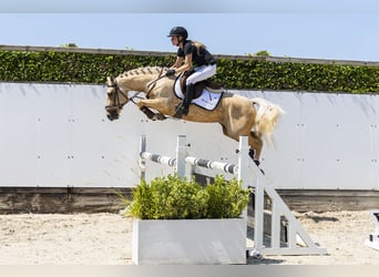 Studbook européen anglo, Jument, 3 Ans, 145 cm, Palomino