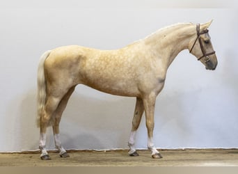 Studbook européen anglo, Jument, 3 Ans, 145 cm, Palomino