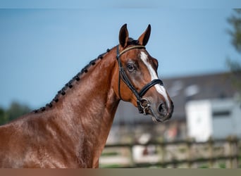 Studbook européen anglo, Jument, 3 Ans, 160 cm, Bai