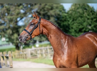 Studbook européen anglo, Jument, 3 Ans, 160 cm, Bai