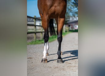 Studbook européen anglo, Jument, 3 Ans, 160 cm, Bai