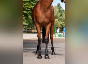 Studbook européen anglo, Jument, 3 Ans, 162 cm
