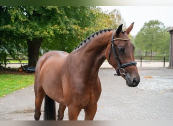 Studbook européen anglo, Jument, 3 Ans, 163 cm, Bai brun