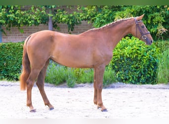 Studbook européen anglo, Jument, 3 Ans, 164 cm, Alezan