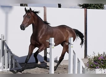 Studbook européen anglo, Jument, 3 Ans, 164 cm, Bai