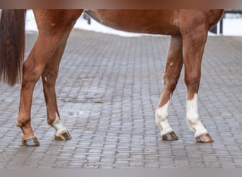 Studbook européen anglo, Jument, 3 Ans, 166 cm, Alezan