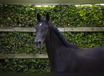 Studbook européen anglo, Jument, 3 Ans, 167 cm, Noir
