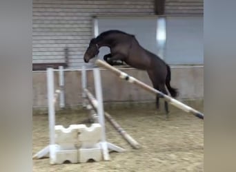 Studbook européen anglo, Jument, 3 Ans, 168 cm, Bai