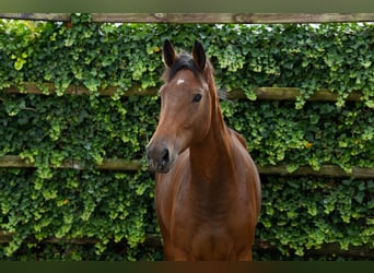 Studbook européen anglo, Jument, 3 Ans, 169 cm, Bai