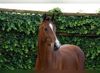 Studbook européen anglo, Jument, 3 Ans, 170 cm, Bai