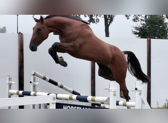 Studbook européen anglo, Jument, 3 Ans, 174 cm, Alezan