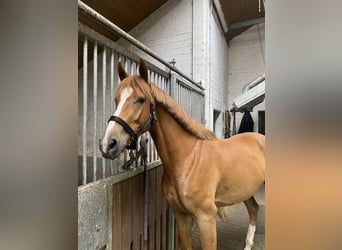 Studbook européen anglo, Jument, 4 Ans, 162 cm, Alezan