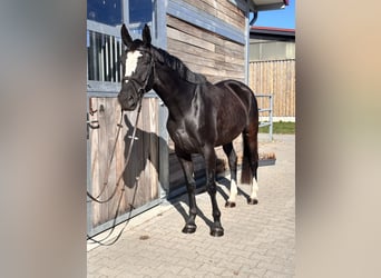 Studbook européen anglo, Jument, 4 Ans, 164 cm, Noir