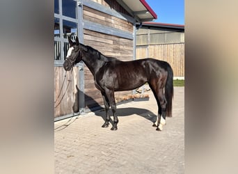 Studbook européen anglo, Jument, 4 Ans, 164 cm, Noir