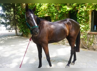 Studbook européen anglo, Jument, 4 Ans, 165 cm, Bai brun