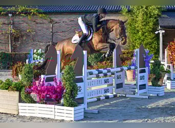 Studbook européen anglo, Jument, 4 Ans, 165 cm, Bai