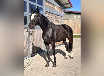 Studbook européen anglo, Jument, 4 Ans, 165 cm, Noir