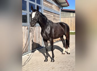 Studbook européen anglo, Jument, 4 Ans, 165 cm, Noir