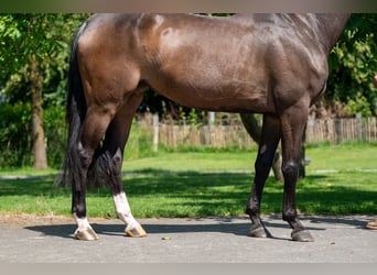 Studbook européen anglo, Jument, 4 Ans, 168 cm, Bai