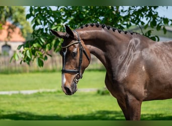 Studbook européen anglo, Jument, 4 Ans, 168 cm, Bai