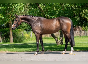 Studbook européen anglo, Jument, 4 Ans, 168 cm, Bai