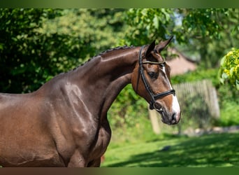 Studbook européen anglo, Jument, 4 Ans, 168 cm, Bai
